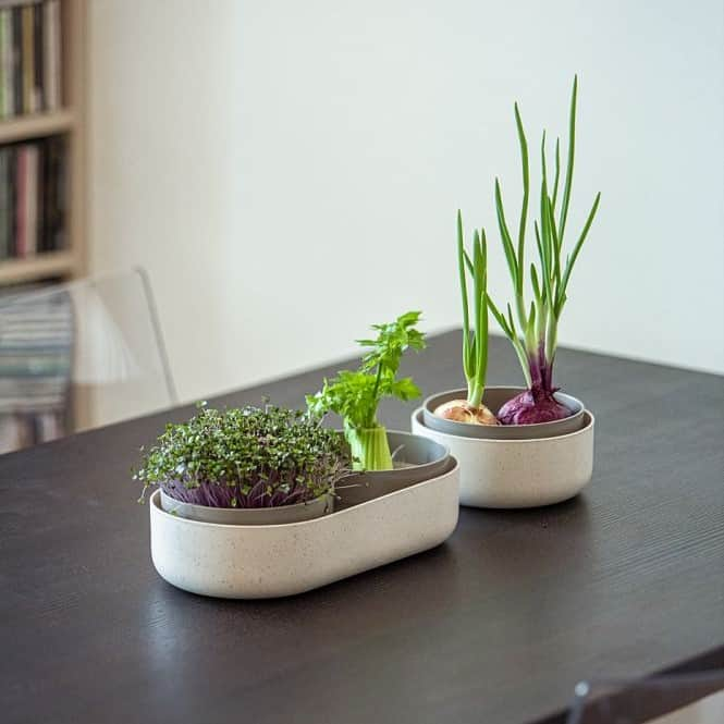 microgreen-and-regrow-ivory-4