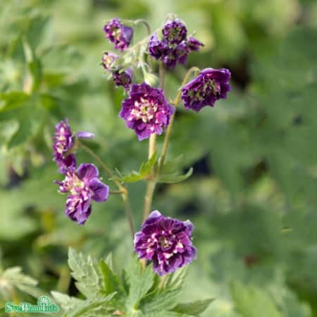 brunnva-joseph-green-1st-barrotad-1