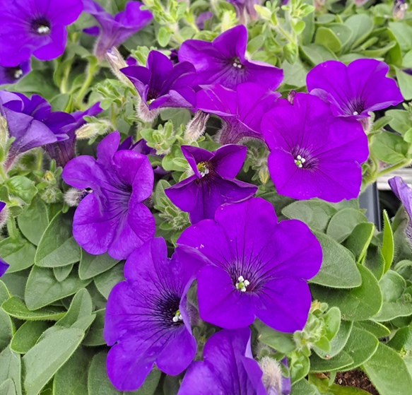 petunia-surfina-blue-105cm-kruka-1