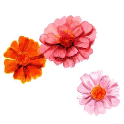 zinnia-tummelisa-svenskodlat-fr-1