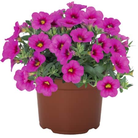 minipetunia-aloha-kona-hot-pink---3-plantor-1