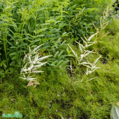 plymspirea-silver-filigree-1st-barrotad-1