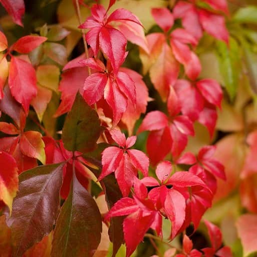 klttervildvin-co-5-pack-1