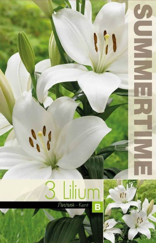 lilja-kent-3st-2