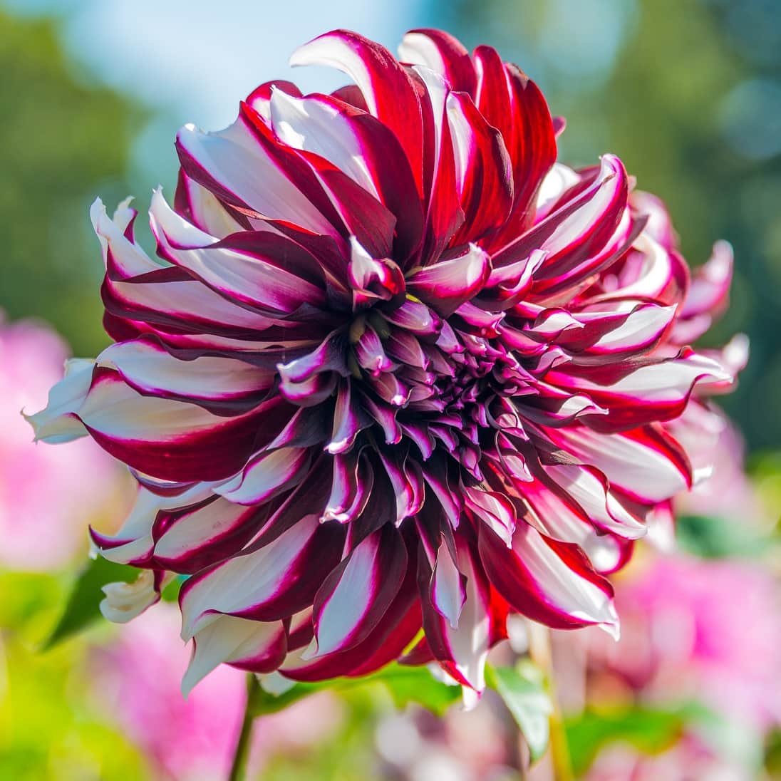 dekorativ-dahlia-tartan-1st-2