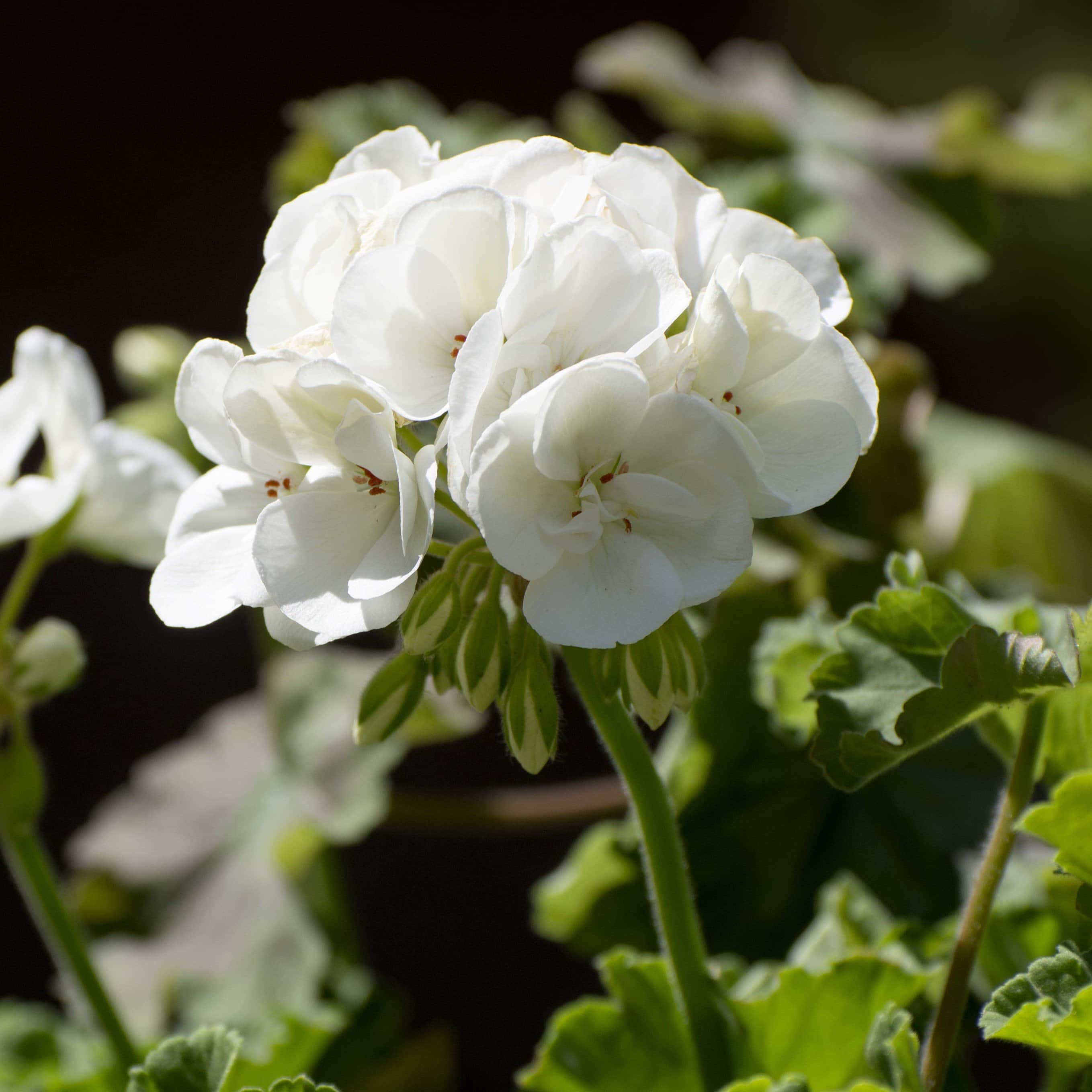 zonalpelargon-sunrise-paloma-3st-sticklingar-1