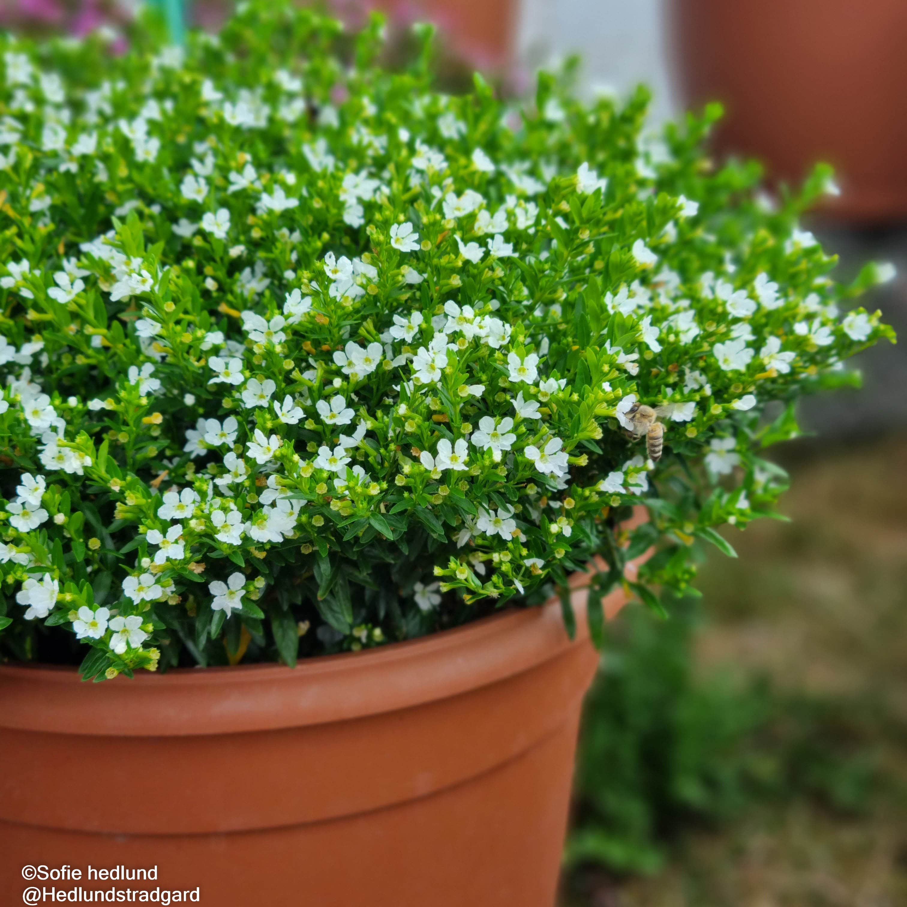 isopskufea-myrtis-white-105cm-kruka-1