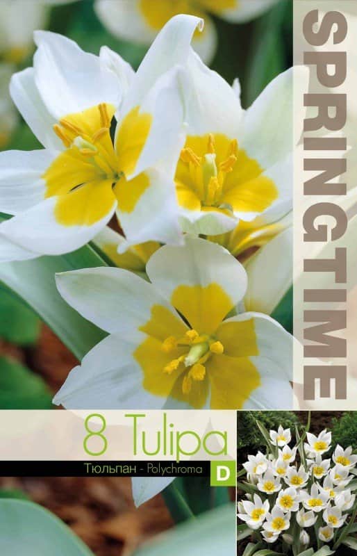 botanisk-tulpan-polychroma-8st-2