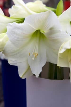 amaryllis-denver-1st-1