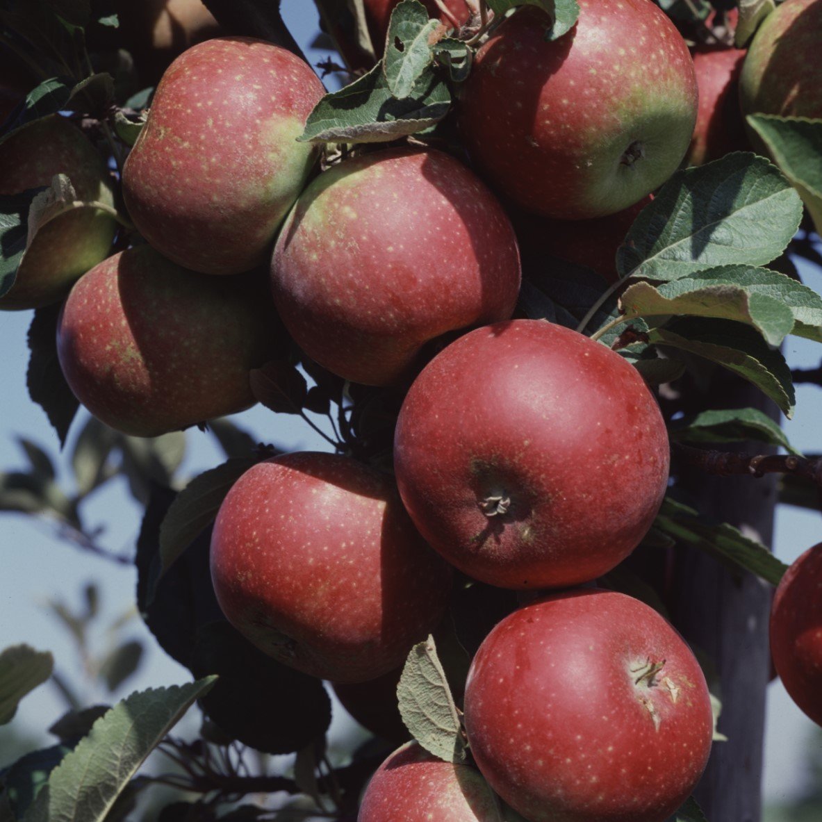 Äpple 'Ingrid Marie' E B9 (svagväxande) co