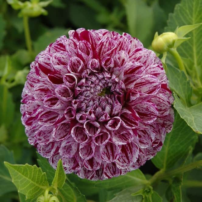 pompon-dahlia-marble-ball-1st-1