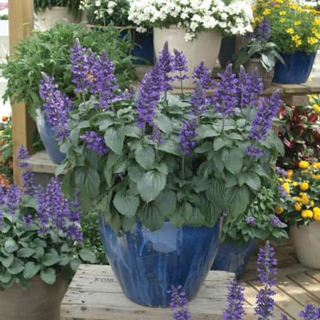 salvia-mystic-spires-105cm-kruka-1