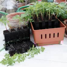 minidrivhus-rootmaster-brun-2