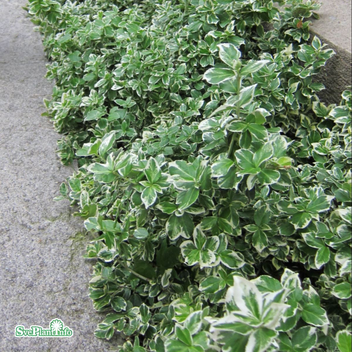Klätterbenved ’Emerald'n Gaiety’ 1-3 L