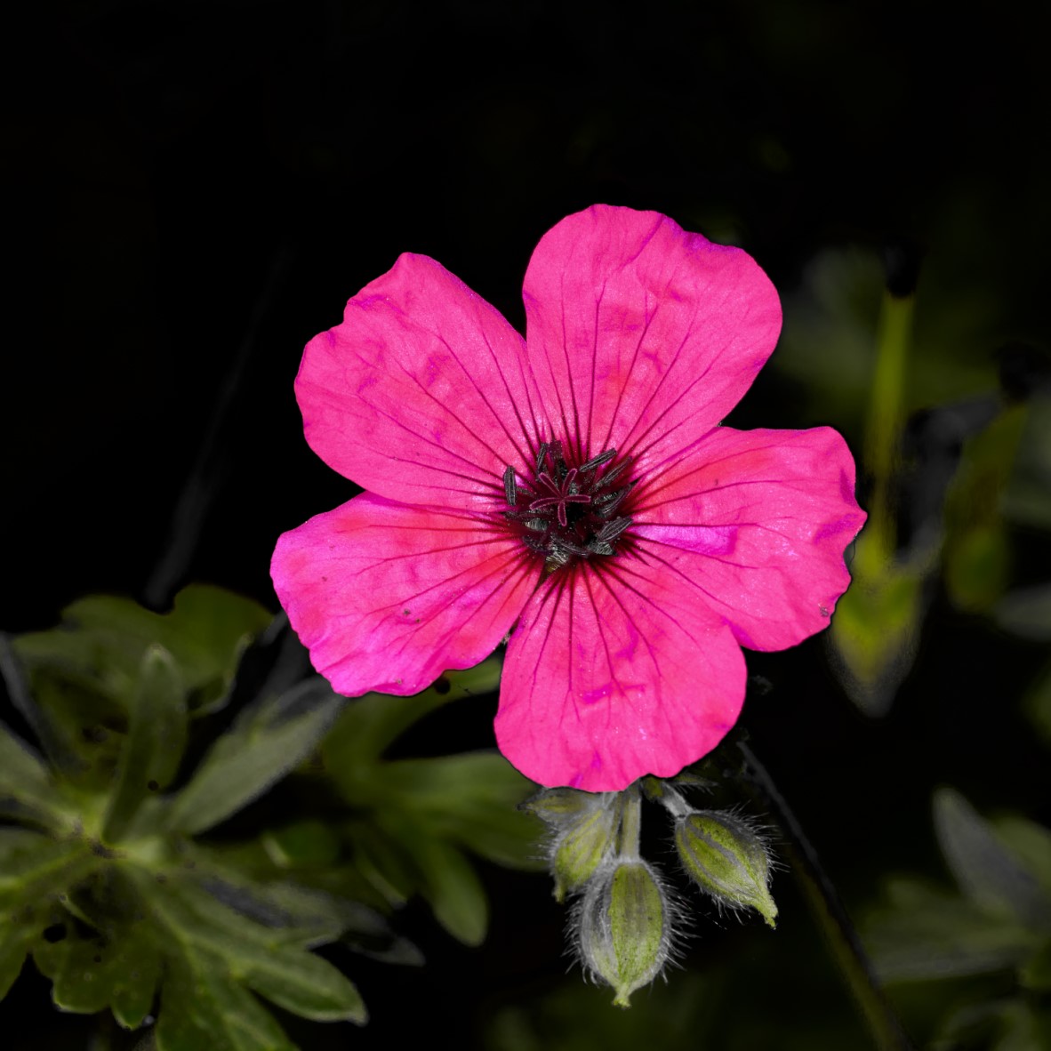 Jordnäva JOLLY JEWEL RED 9cm kruka