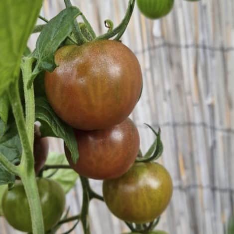 krsbrstomat-black-cherry-105cm-kruka-1