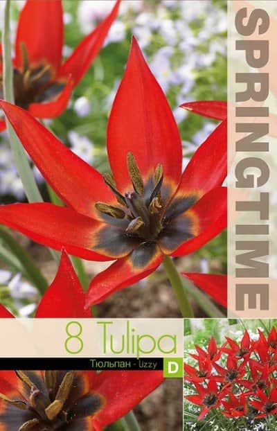 botanisk-tulpan-lizzy-8st-3