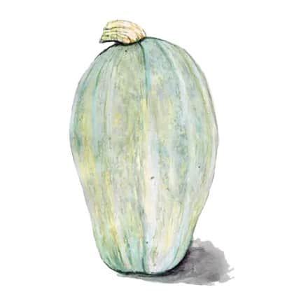 vintersquash-yakima-marblehead-svenskodlat-fr-1