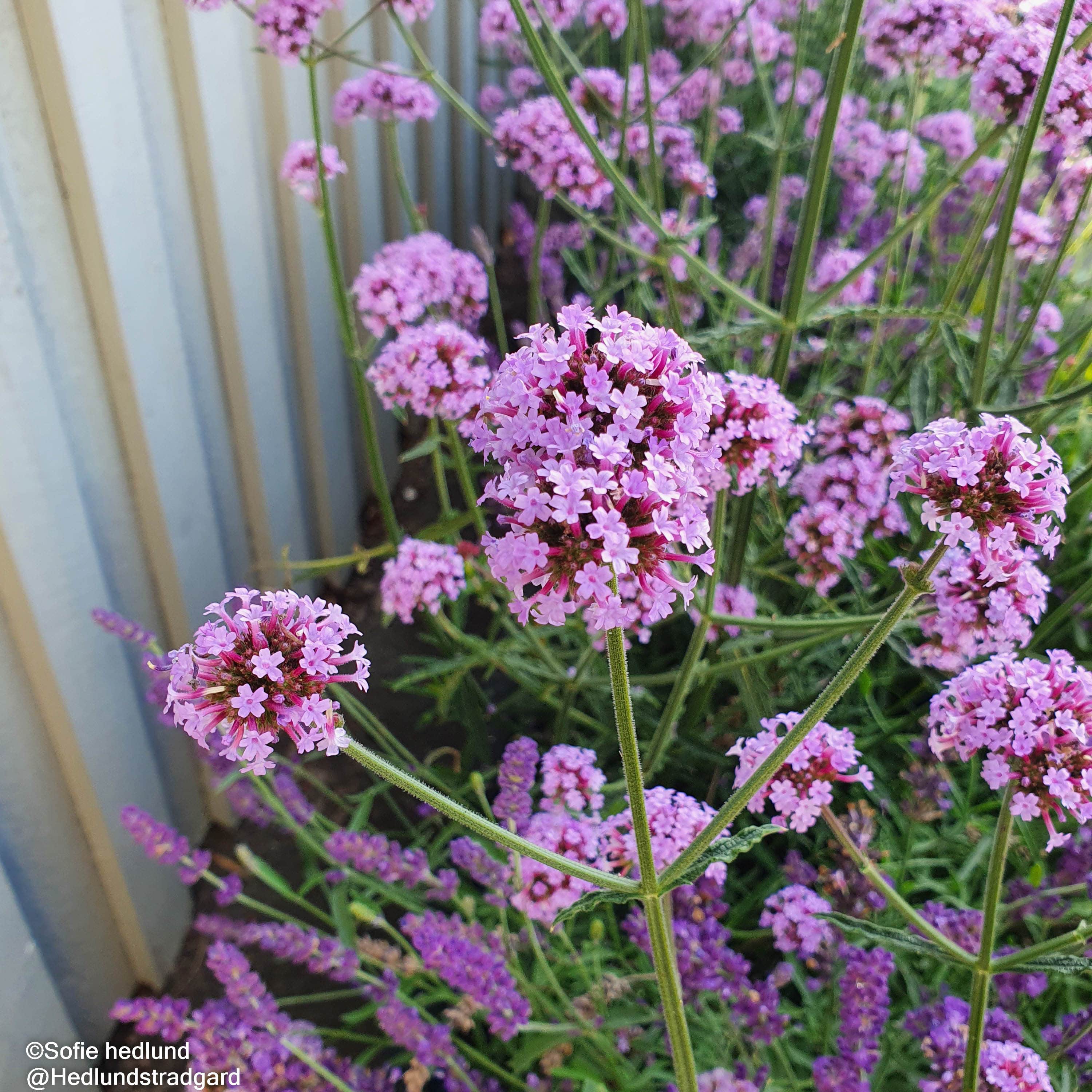 jtteverbena-little-cloud---3-plantor-1