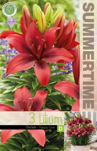 lilja-fr-kruka-happy-love-3st-1
