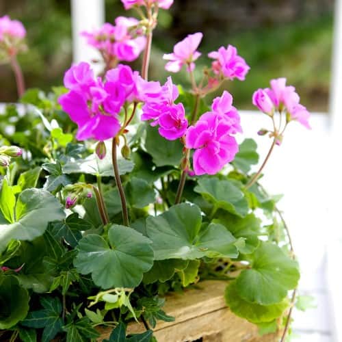 zonalpelargon-violino-12cm-kruka-1