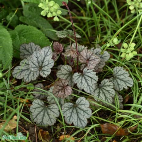 alunrot-sugar-frosting-12cm-kruka-1