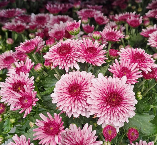 bollkryss-bicolor-purple-white-12cm-kruka-1