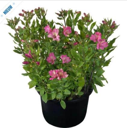 alstrmeria-summer-saint-1