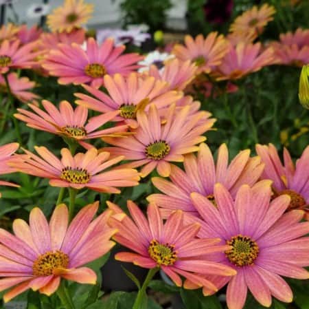 stjrnga-summersmile-sunrise-105cm-kruka-1