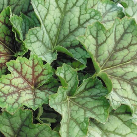 alunrot-green-spice-12cm-kruka-1