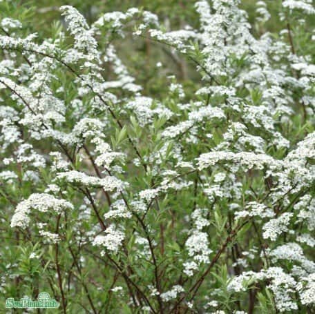 norskspirea-grefsheim-10-p-barrotad-30-50cm-1