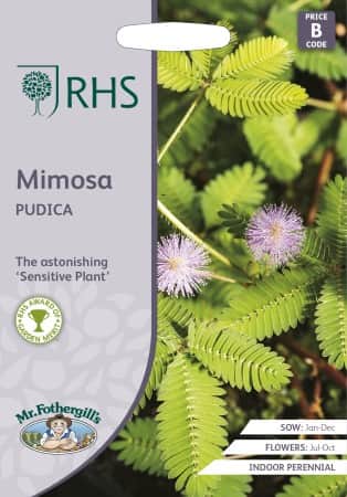 sensitiva-mimosa-pudica-1