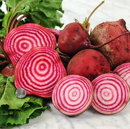 Rödbeta ’Chioggia’ yrkesodlarfrö