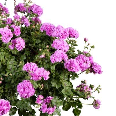 hngpelargon-kitty-3st-sticklingar-1