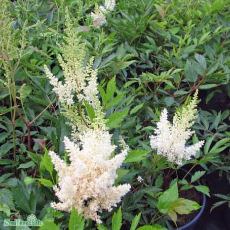 astilbe-astary-white-9cm-kruka-1