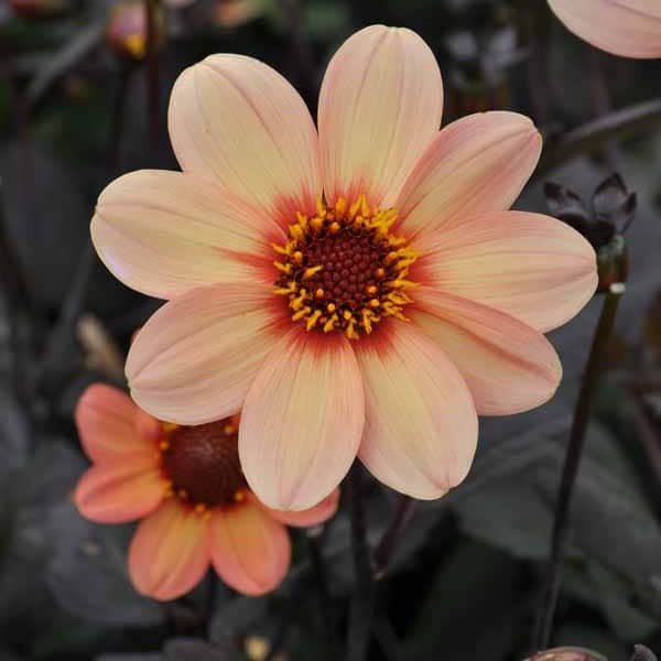 enkelblommande-dahlia-hs-first-love-1st-1
