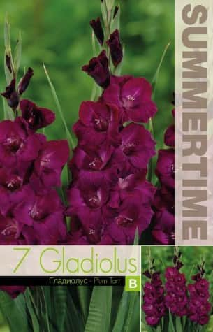 gladiolus-plum-tart-7st-1