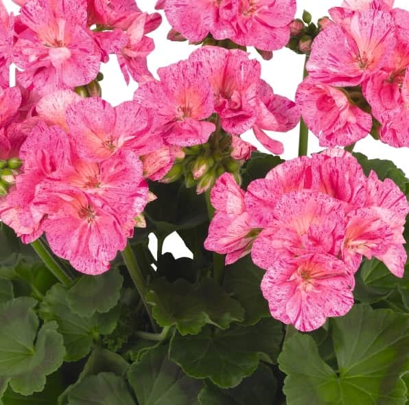 ggskalspelargon-batik-pink-9cm-kruka-1