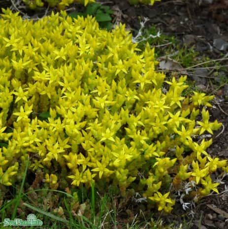 gul-fetknopp-sedum-aurea-12cm-kruka-1