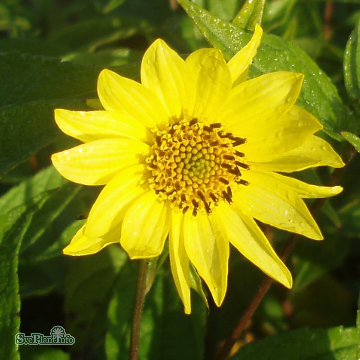 Septembersolros 'Lemon Queen' 2st barrotad