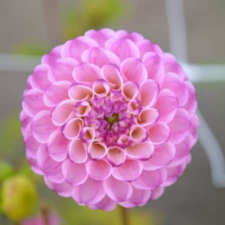 pompon-dahlia-zippity-do-da-1st-1