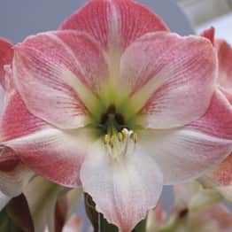 amaryllis-appleblossom-1st-3
