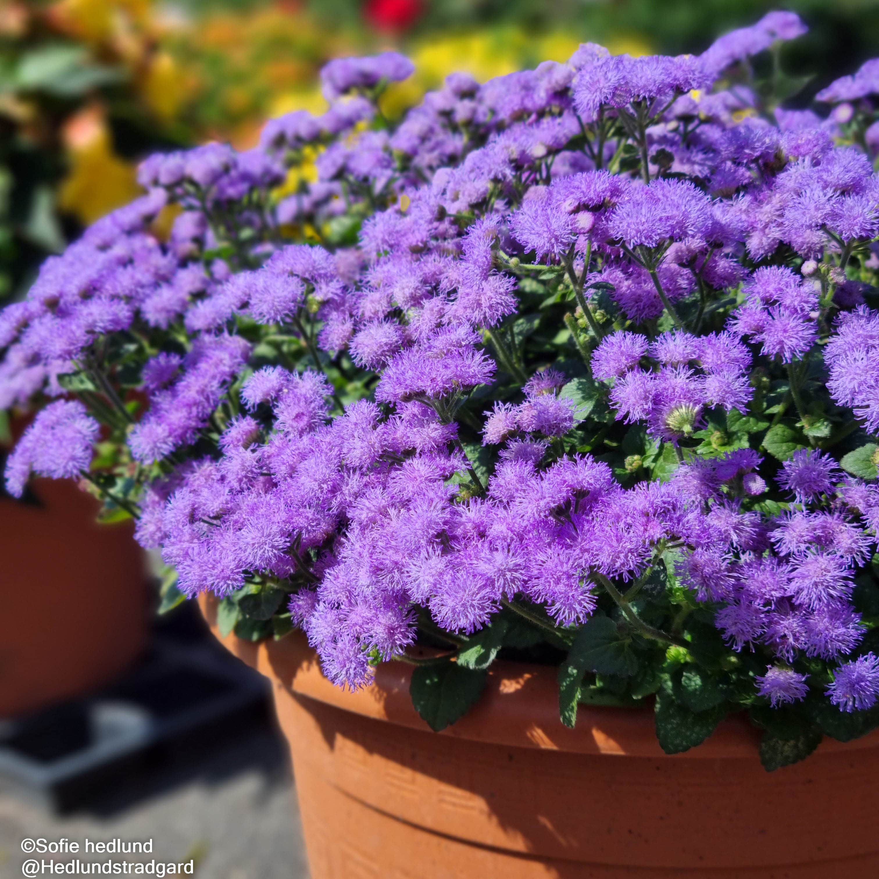ageratum-cushion-violet-105cm-kruka-1