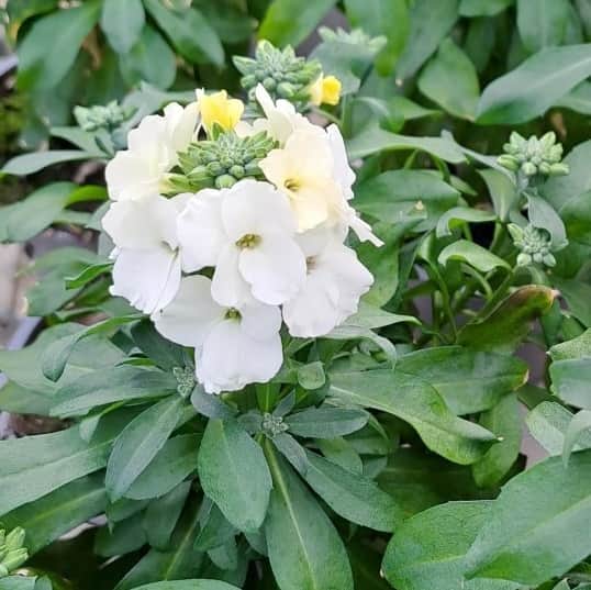 gyllenlack-snowy-sunrise-12cm-kruka-1