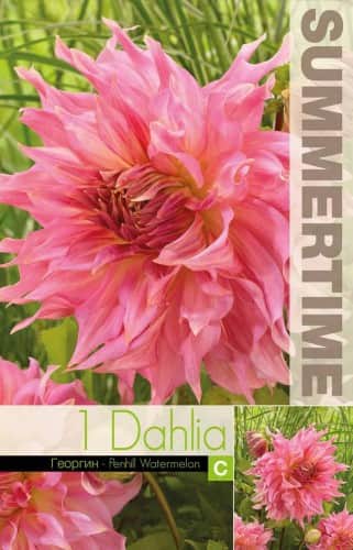 dekorativ-dahlia-penhill-watermelon-1st-1