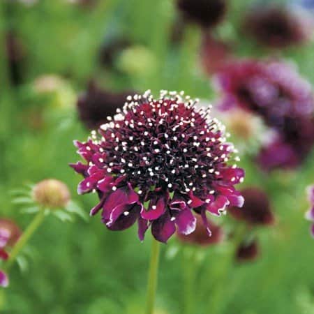 praktvdd-summer-night---3-plantor-1