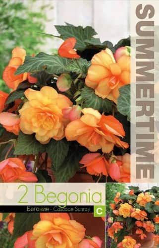 begonia-cascade-sunray-2st-1