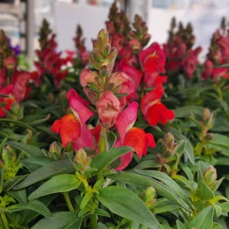 lejongap-orange-12cm-kruka-1