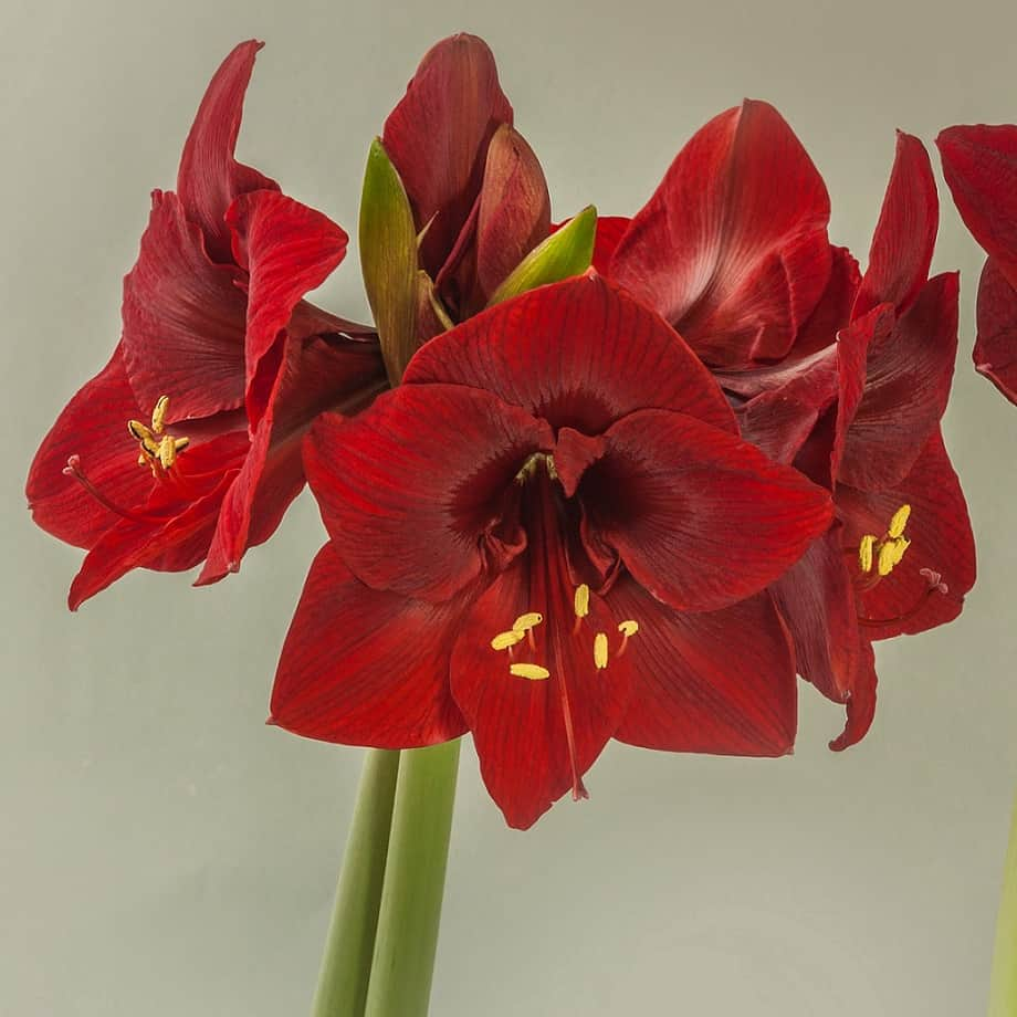 amaryllis-magnum-1st-1