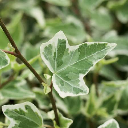 murgrna-mini-ester-12cm-kruka-1